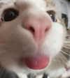 cyber.rue Altpins Profile Picture
