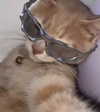 cyber.rue Altpins Profile Picture