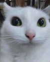 cyber.rue Altpins Profile Picture