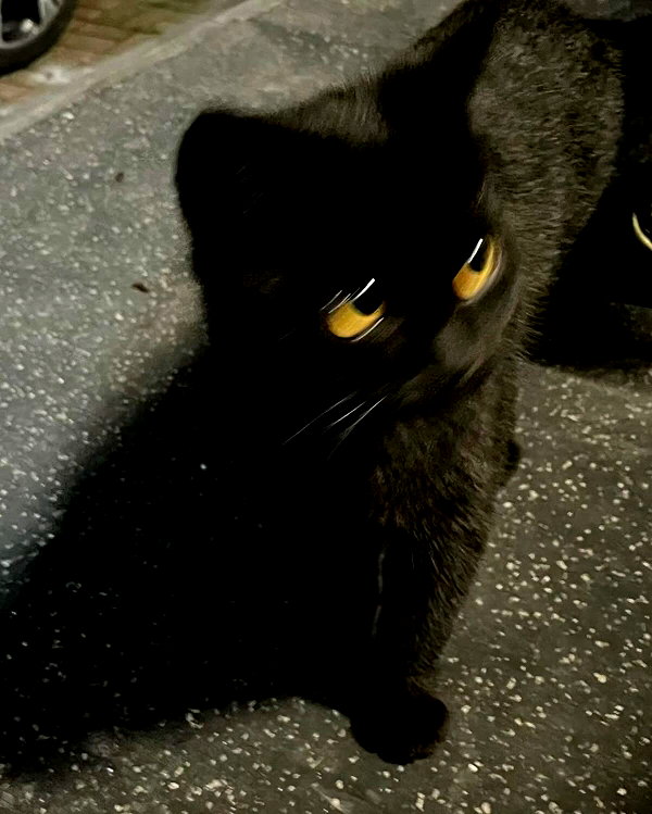 cyberkitty_____ instagram image archive image
