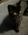 cyberkitty_____ Altpins Profile Picture