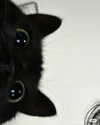 cyberkitty_____ Altpins Profile Picture