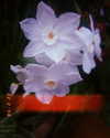 da.rk_.angel Altpins Profile Picture