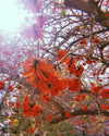 da.rk_.angel Altpins Profile Picture