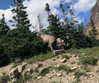 dakotabell05 Altpins Profile Picture