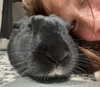 dakotabell05 Altpins Profile Picture