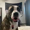 dakotabell05 Altpins Profile Picture
