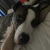 dakotabell05 Altpins Profile Picture