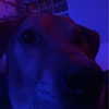 dakotabell05 Altpins Profile Picture
