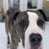 dakotabell05 Altpins Profile Picture