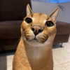 dakotabell05 Altpins Profile Picture