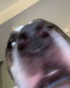 dakotabell05 Altpins Profile Picture