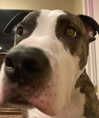 dakotabell05 Altpins Profile Picture