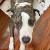 dakotabell05 Altpins Profile Picture