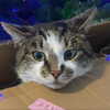 dakotabell05 Altpins Profile Picture