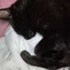 dakotabell05 Altpins Profile Picture