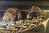 dakotabell05 Altpins Profile Picture