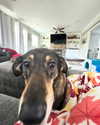 dakotabell05 Altpins Profile Picture
