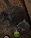 dakotabell05 Altpins Profile Picture