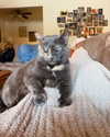 dakotabell05 Altpins Profile Picture