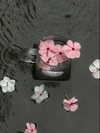 danchiii6403__ Altpins Profile Picture