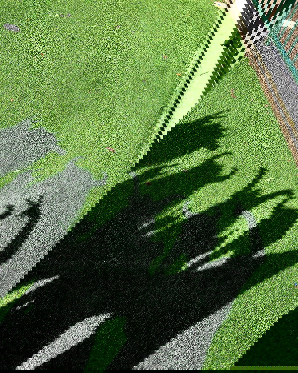 daniella_koosit daniella_koosit archive image