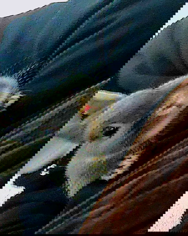 daniella_koosit daniella_koosit archive image