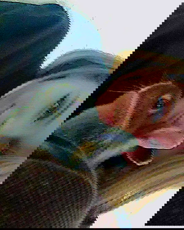 daniella_koosit daniella_koosit archive image