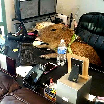 daniella_koosit daniella_koosit archive image