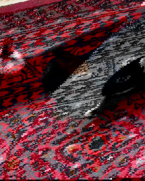 daniella_koosit daniella_koosit archive image