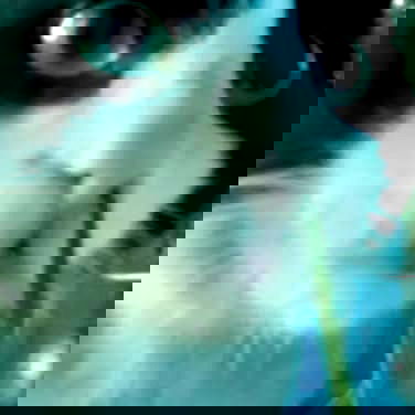 daniella_koosit daniella_koosit archive image