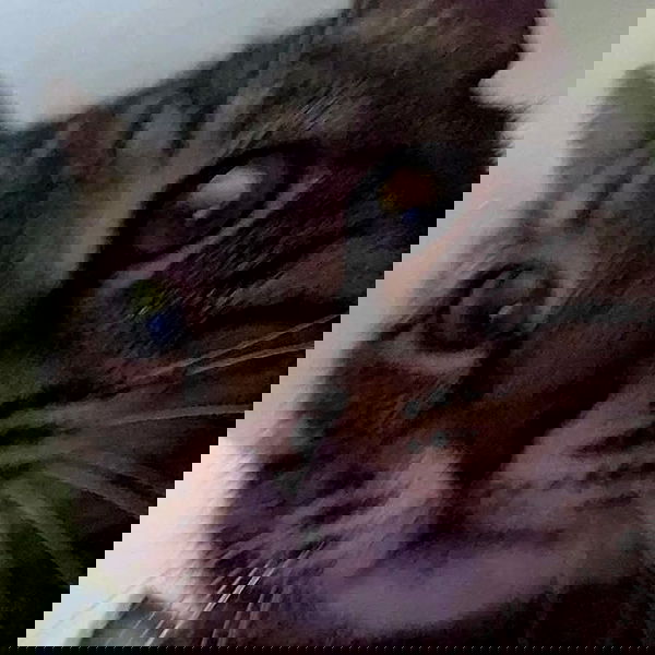 daniella_koosit daniella_koosit archive image