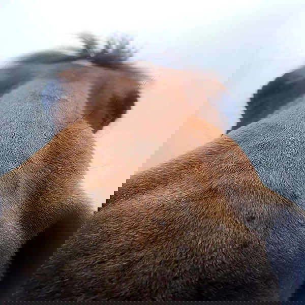 daniella_koosit daniella_koosit archive image