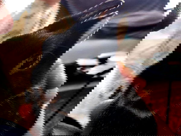 daniella_koosit daniella_koosit archive image