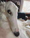 daria.lesin Altpins Profile Picture