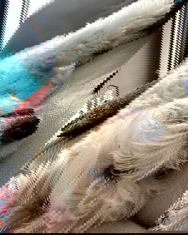 dashka.naz dashka.naz archive image