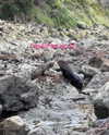 dinasaur_0_0_ Altpins Profile Picture
