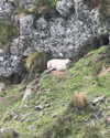 dinasaur_0_0_ Altpins Profile Picture