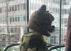 dollblush Altpins Profile Picture