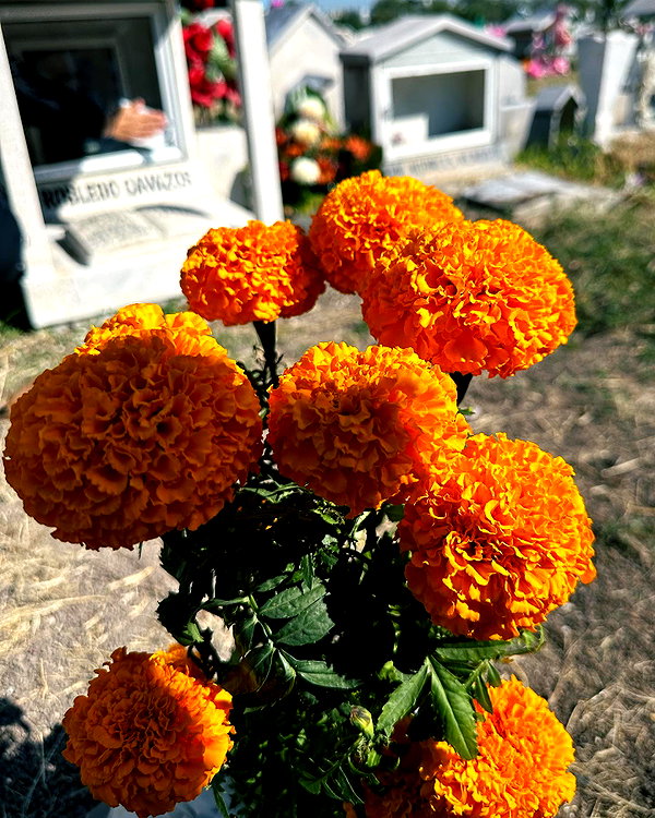 domelipa instagram image archive image