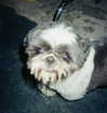 domelipa Altpins Profile Picture