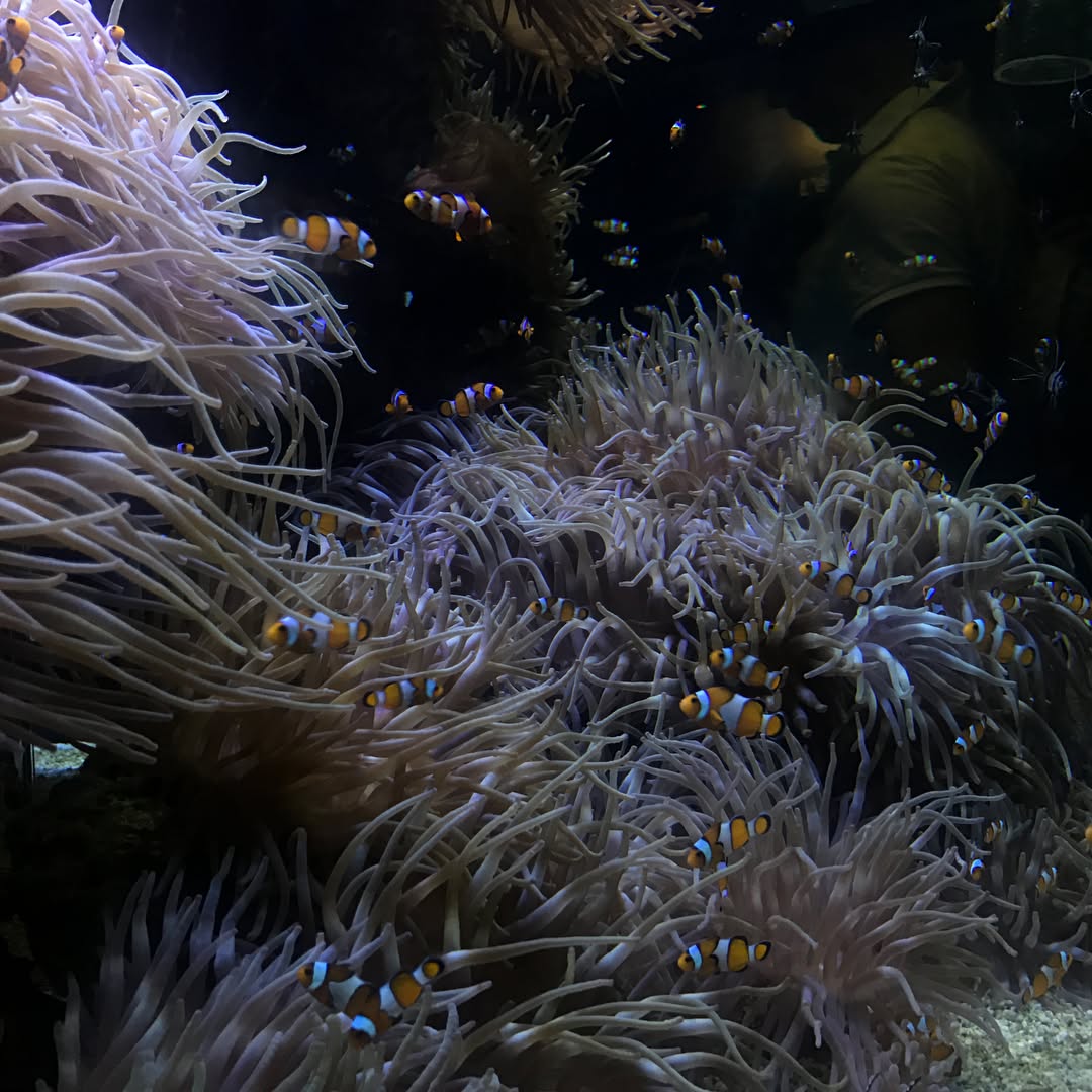 dracuina instagram image archive image