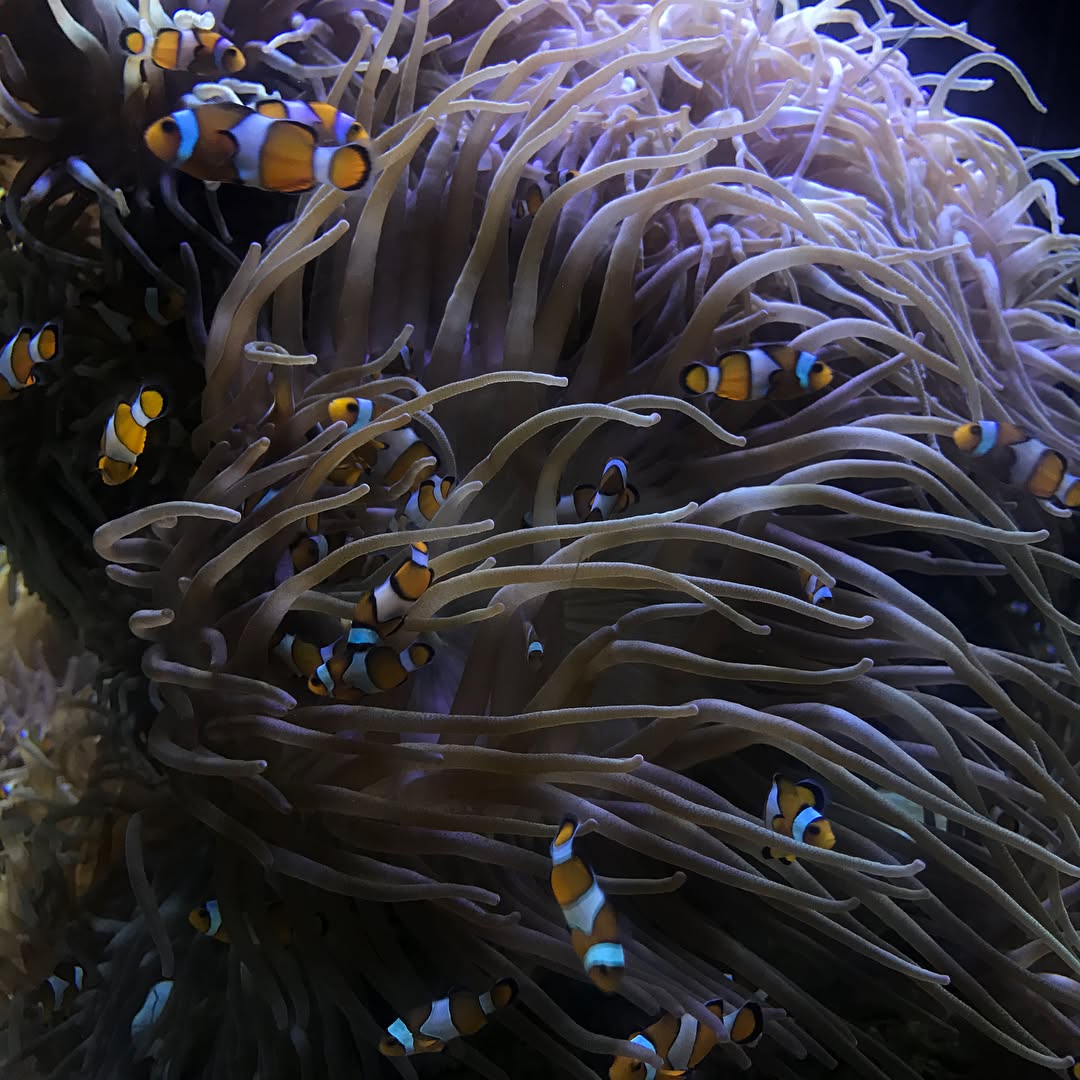 dracuina instagram image archive image