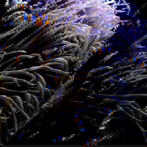 dracuina image ~ Altpins