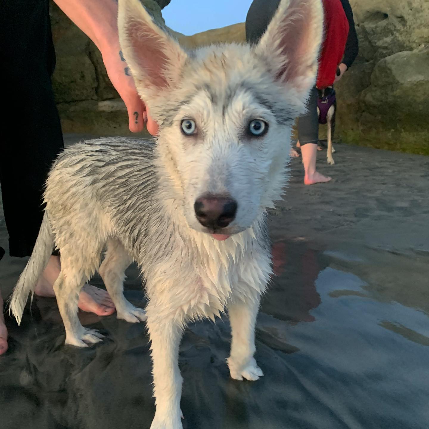 dracuina instagram image archive image