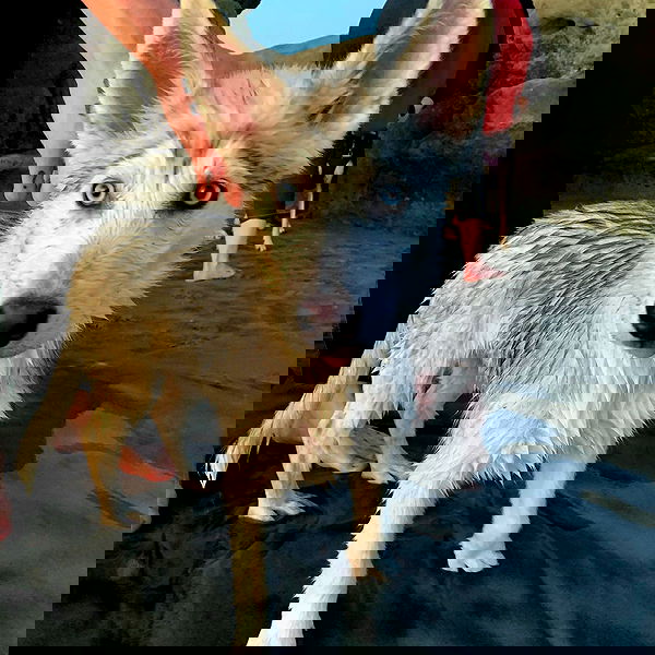 dracuina image ~ Altpins