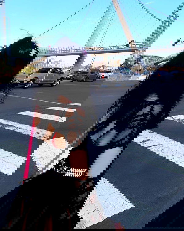 dracuina image ~ Altpins