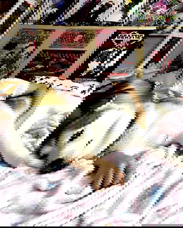 dracuina image ~ Altpins