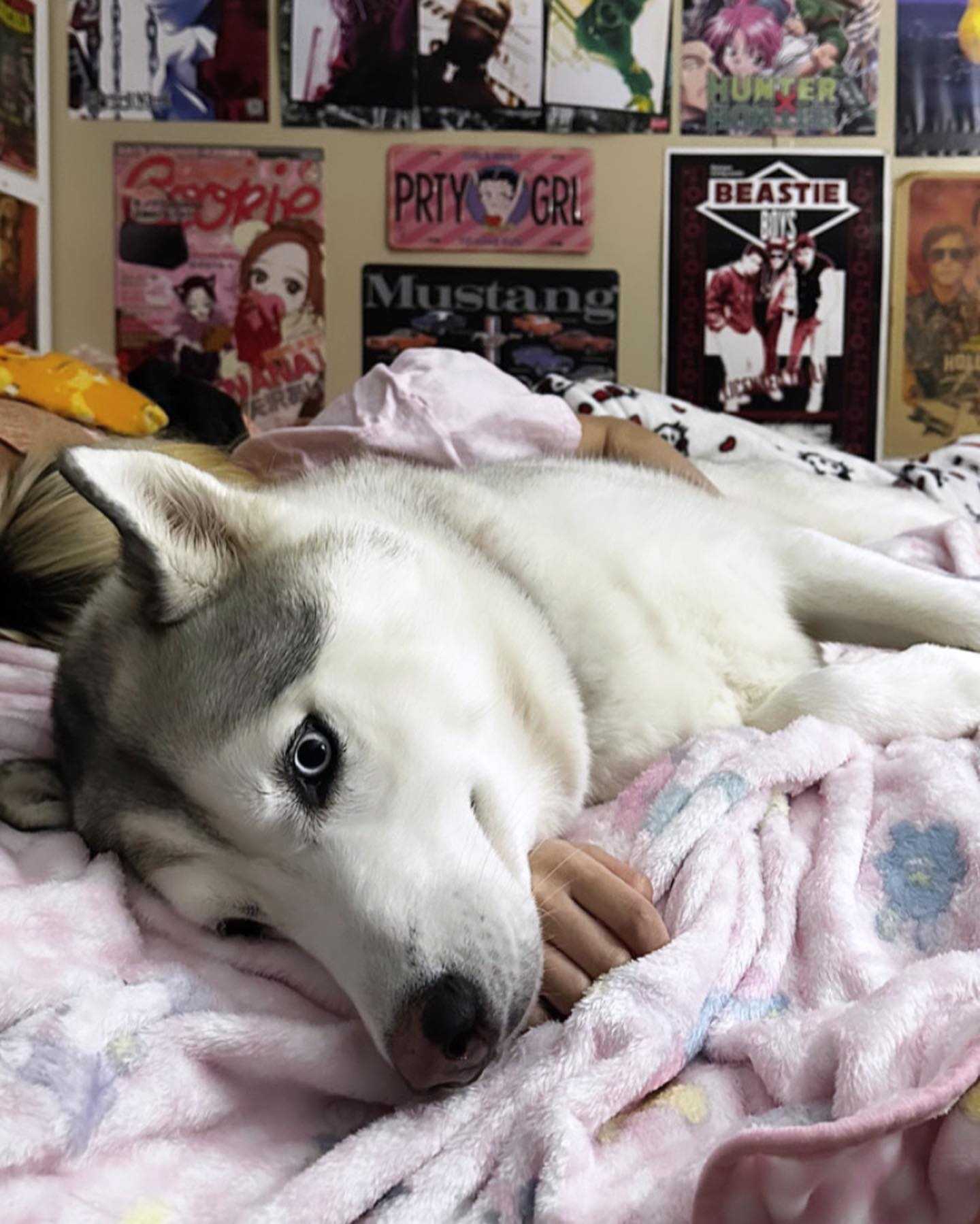 dracuina instagram image archive image