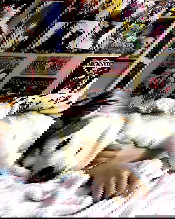 dracuina image ~ Altpins